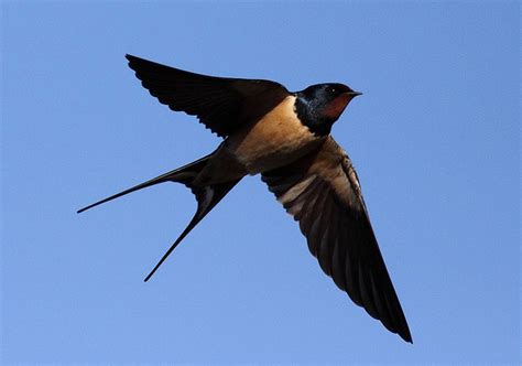 玄鳥生商